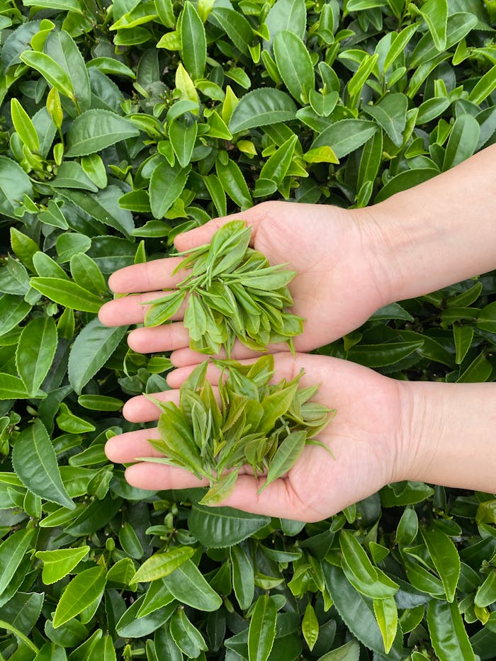 Person Holding Green Leaves